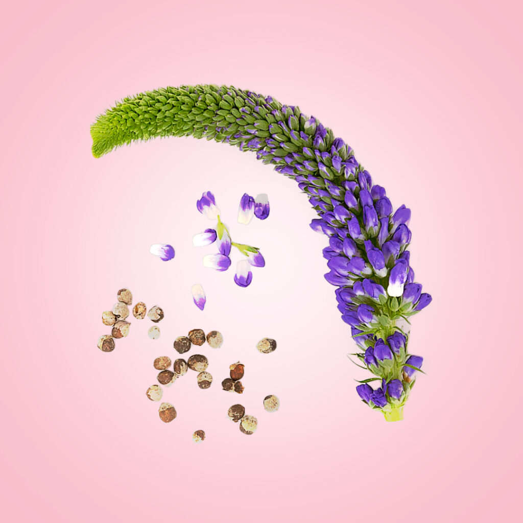 Flo Vitamins Review 7