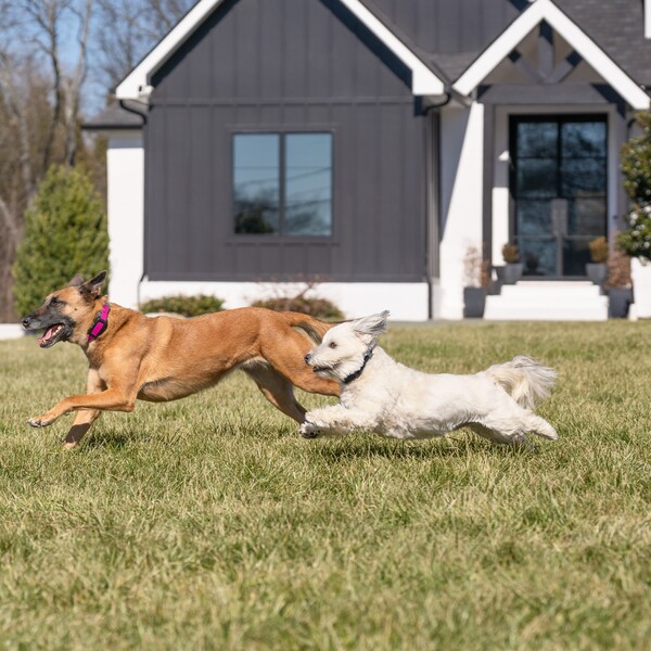 Petsafe Guardian GPS 2.0 Dog Fence + Tracking vs Halo vs. SpotOn GPS Dog Fences