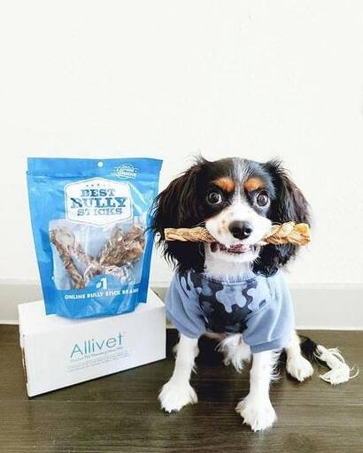 Allivet Review