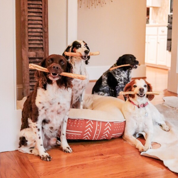 Pawstruck Review: An In-Depth Look at Pet Products and Quality 15 Pawstruck Review