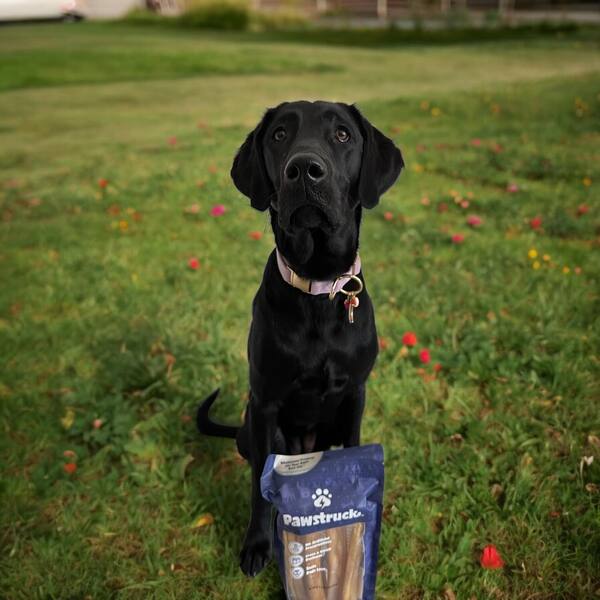 Pawstruck Review: An In-Depth Look at Pet Products and Quality 4 Pawstruck Review