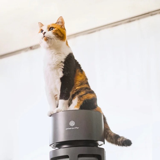 Pets Air Purifier Review