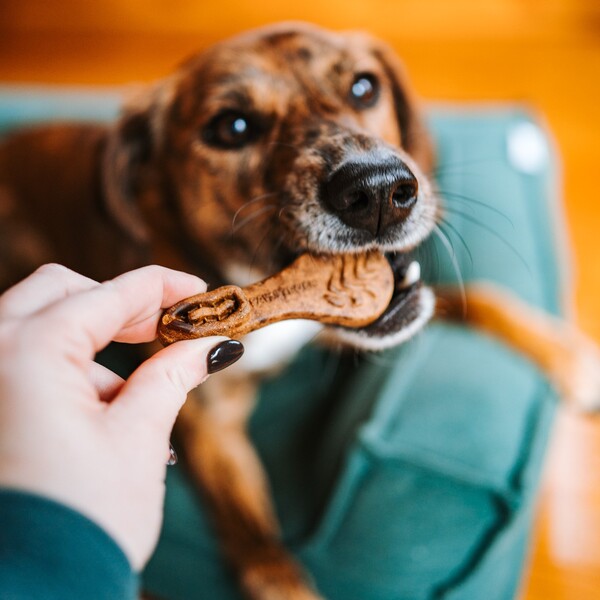 Pawstruck Review: An In-Depth Look at Pet Products and Quality 3 Pawstruck Review