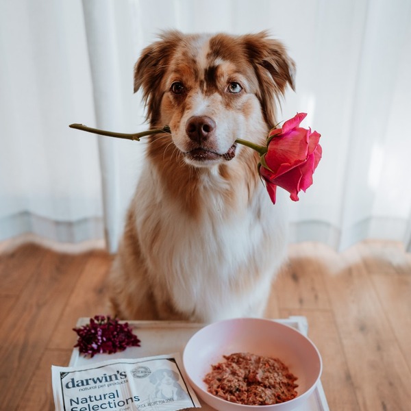 Darwin's Natural Pet Products Review