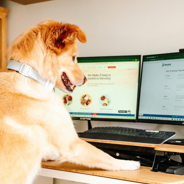 Darwin's Natural Pet Products Review