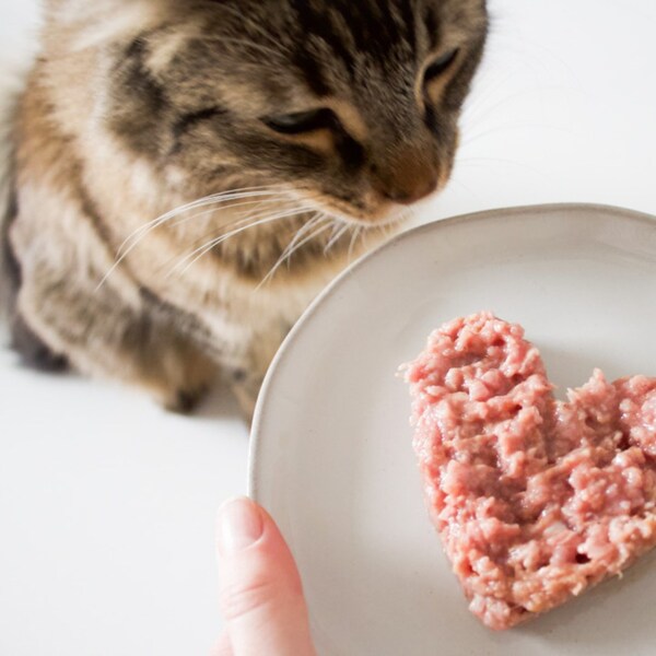 Darwin's Natural Pet Products Review