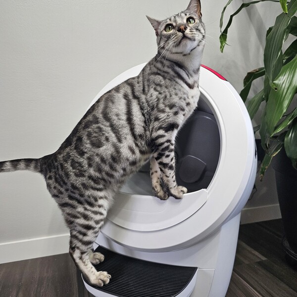 Litter Robot vs Meowant: Which Litter Box Offers the Best Value?
