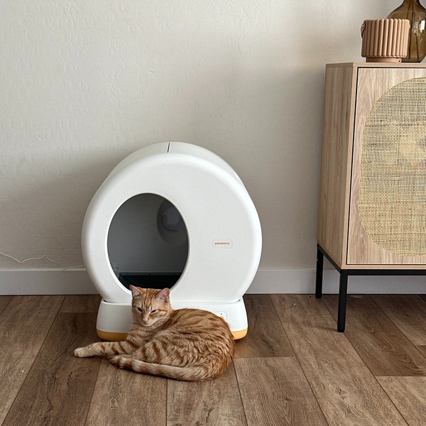 Litter Robot vs Meowant: Which Litter Box Offers the Best Value?