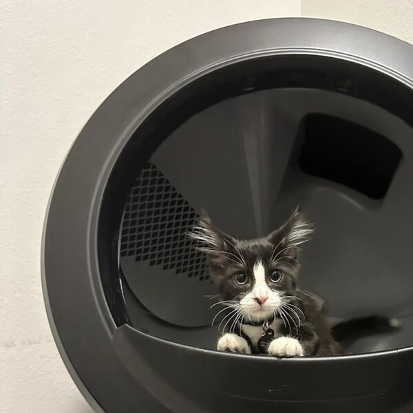 Litter Robot vs Meowant: Which Litter Box Offers the Best Value?