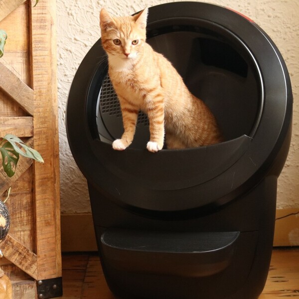 Litter Robot vs Meowant: Which Litter Box Offers the Best Value?