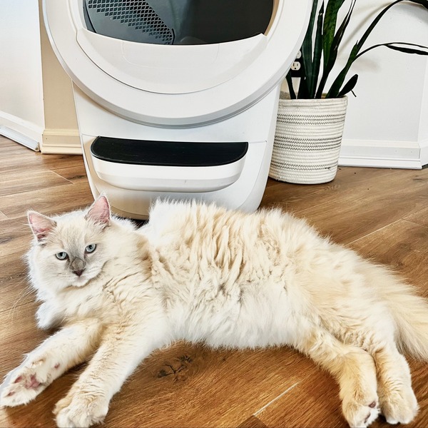 Litter Robot vs Neakasa: Which One Should You Choose in 2025?