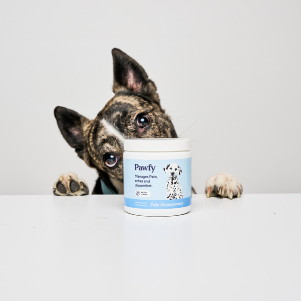 Pawfy Review: What Dog Owners Should Know Before Buying