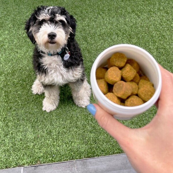 Pawfy Review: What Dog Owners Should Know Before Buying