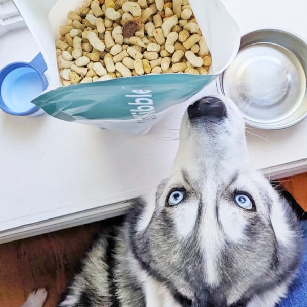 Sunday for Dogs vs Spot and Tango: Which One Feeds Better, Smarter, Easier?