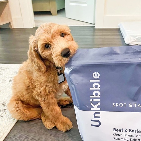 Sunday for Dogs vs Spot and Tango: Which One Feeds Better, Smarter, Easier?
