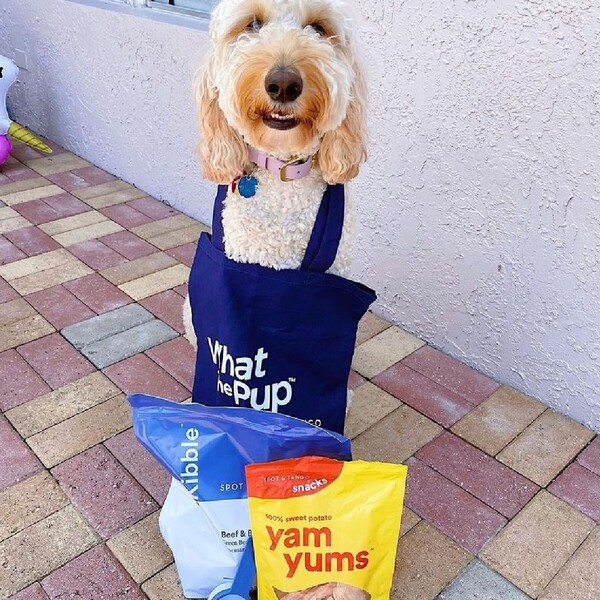 Sunday for Dogs vs Spot and Tango: Which One Feeds Better, Smarter, Easier?