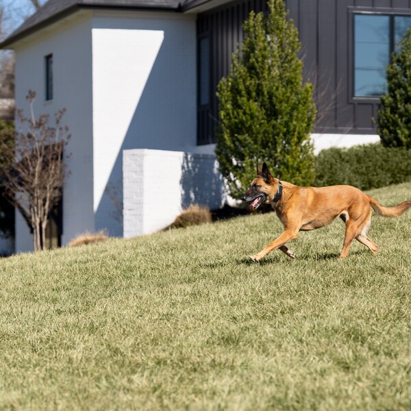 PetSafe Guardian® GPS 2.0 Dog Fence + Tracking vs PetSafe Guardian® GPS Fence: Which One Is A Winner For You?