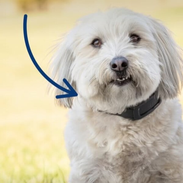 PetSafe Guardian GPS 2.0 Dog Fence + Tracking vs PetSafe Guardian GPS Fence