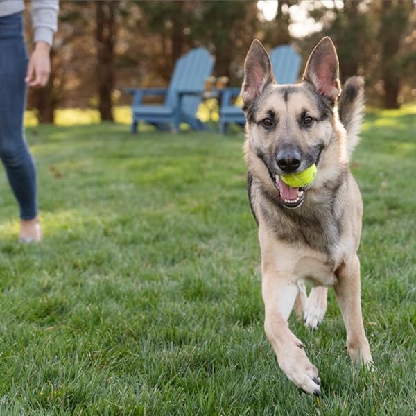 PetSafe Guardian GPS 2.0 Dog Fence + Tracking vs PetSafe Guardian GPS Fence