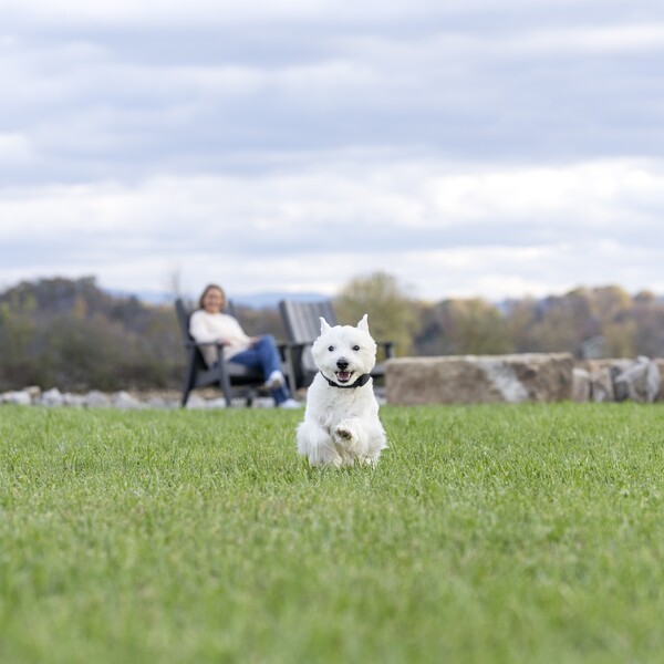 PetSafe Guardian GPS 2.0 Dog Fence + Tracking vs PetSafe Guardian GPS Fence