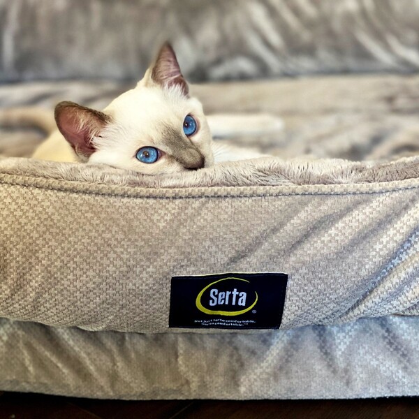 Serta vs Sealy: Which is the Smarter Buy for Everyday Comfort?