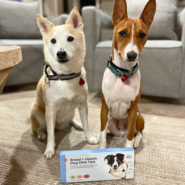 Basepaws vs Wisdom Panel: Which One Gives Pet Parents Better Answers