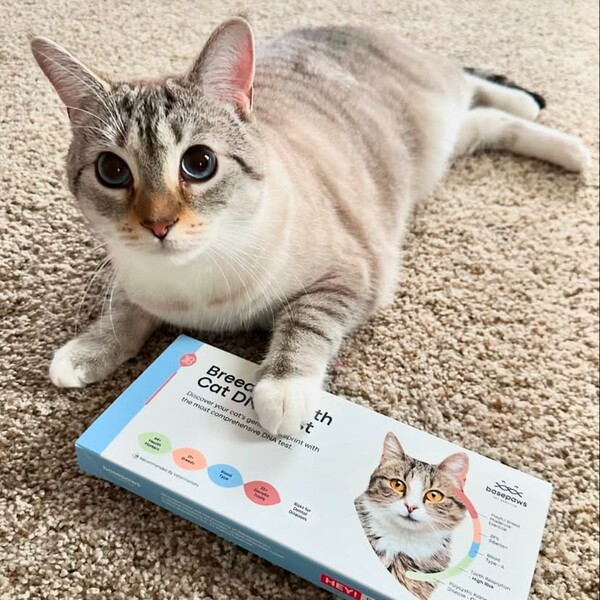 Basepaws vs Wisdom Panel: Which One Gives Pet Parents Better Answers