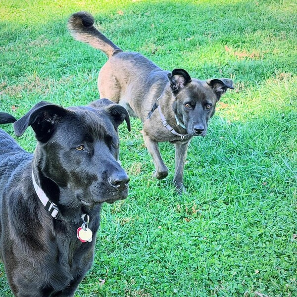 Basepaws vs Wisdom Panel: Which One Gives Pet Parents Better Answers