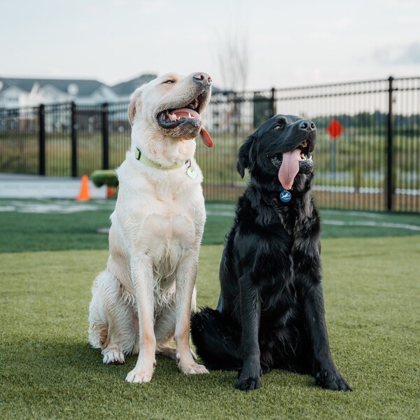 Basepaws vs Wisdom Panel: Which One Gives Pet Parents Better Answers