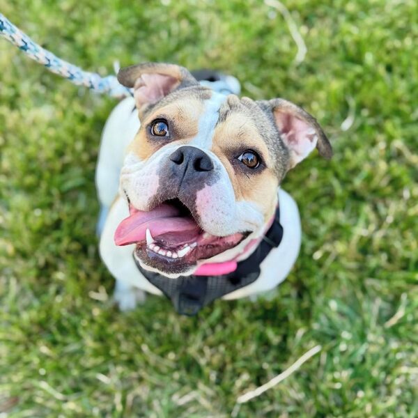 Basepaws vs Wisdom Panel: Which One Gives Pet Parents Better Answers