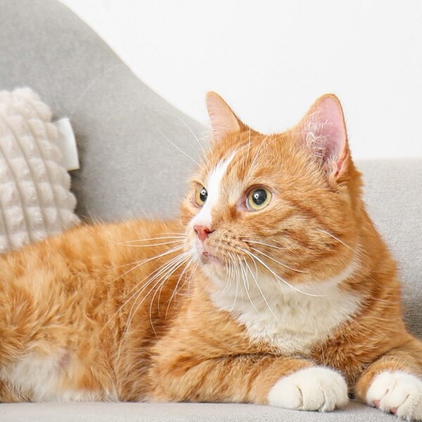 Basepaws vs Wisdom Panel: Which One Gives Pet Parents Better Answers