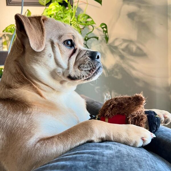 Basepaws vs Wisdom Panel: Which One Gives Pet Parents Better Answers