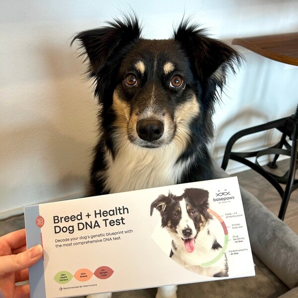 Basepaws vs Wisdom Panel: Which One Gives Pet Parents Better Answers