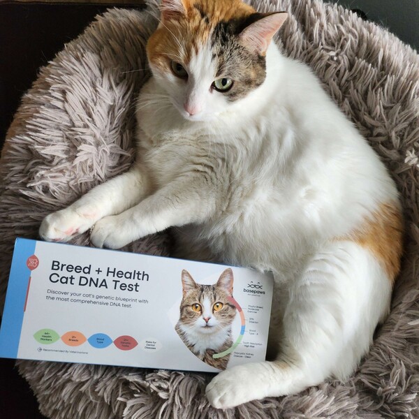 Basepaws vs Wisdom Panel: Which One Gives Pet Parents Better Answers
