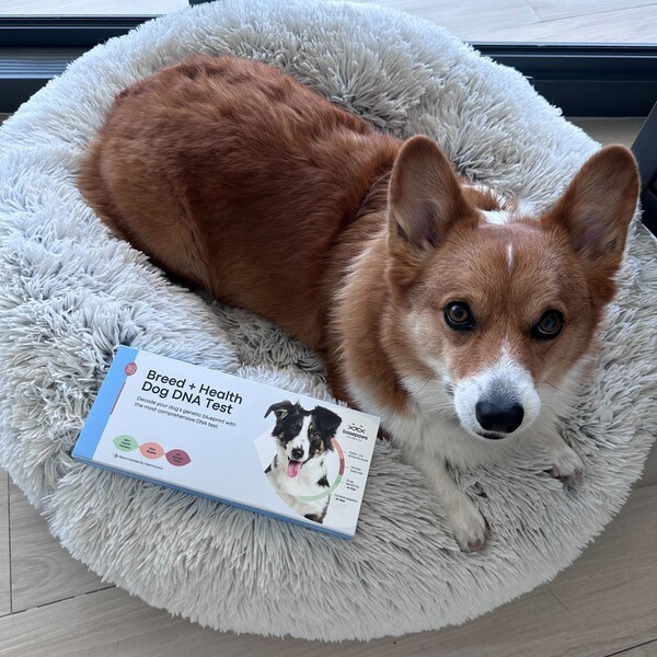 Basepaws vs Wisdom Panel: Which One Gives Pet Parents Better Answers