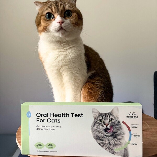 Basepaws vs Wisdom Panel: Which One Gives Pet Parents Better Answers