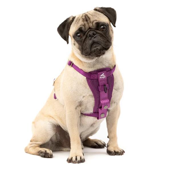 10 Best Gifts for Dog & Cat Lovers in 2025