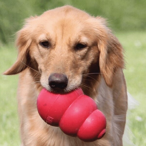 Must-Have Gifts for New Dog Owners