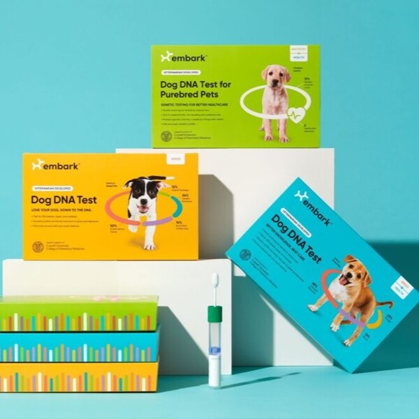 Embark vs Wisdom Panel: What I Learned While Comparing Dog DNA Tests