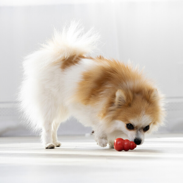 National Love Your Pet Day Gift Guide
