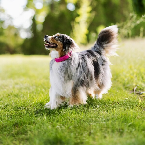 Halo Collar 5 Review: Is It Worth It for Dog Owners?