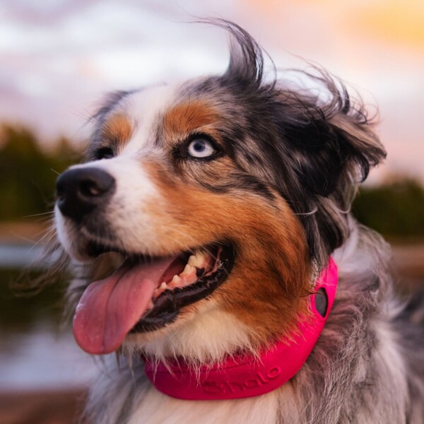 Halo Collar 5 Review: Is It Worth It for Dog Owners?