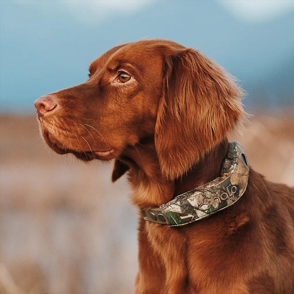 Halo Collar 5 Review: Is It Worth It for Dog Owners?