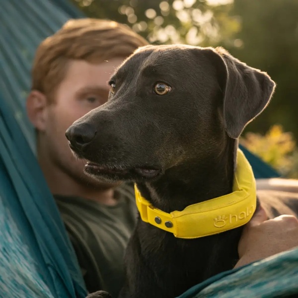 Halo Collar 5 Review: Is It Worth It for Dog Owners?