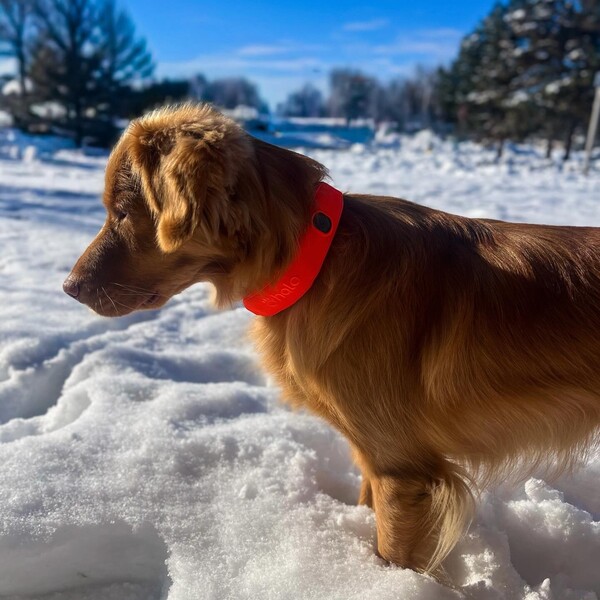 Halo Collar 5 Review: Is It Worth It for Dog Owners?