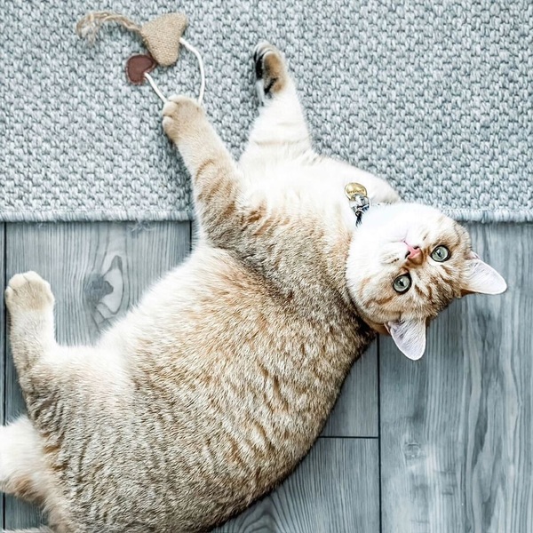 Porte + Hall Mats Review