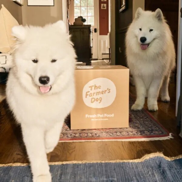 Celebrate National Dog Day in Good Health: 10 Ways to Support Your Dog’s Well-Being