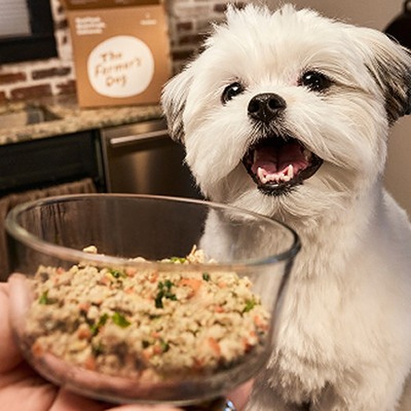 Celebrate National Dog Day in Good Health: 10 Ways to Support Your Dog’s Well-Being 1