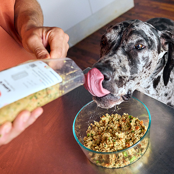 Celebrate National Dog Day in Good Health: 10 Ways to Support Your Dog’s Well-Being