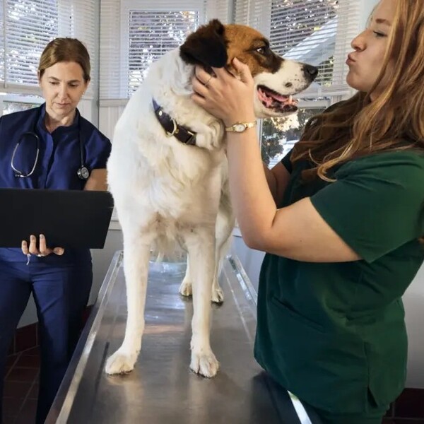 Celebrate National Dog Day in Good Health: 10 Ways to Support Your Dog’s Well-Being